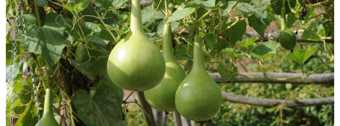 Jardin potager, Ferme de la prairie, Arche de la Nature, Le Mans