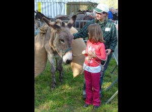Fête de l'âne et du cheval Percheron