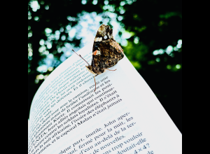 Sound of paper- Biennale Le Mans Sonore